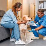 8 dicas para escolher o melhor veterinário para o seu pet 