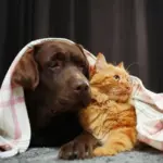 5 dicas para manter a saúde dos animais no inverno