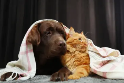 5 dicas para manter a saúde dos animais no inverno 5 dicas para manter a saúde dos animais no inverno