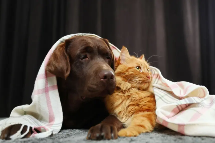 5 dicas para manter a saúde dos animais no inverno