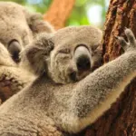8 curiosidades interessantes sobre os coalas 