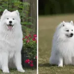 7 diferenças entre os cães das raças samoieda e spitz japonês 7 diferenças entre os cães das raças samoieda e spitz japonês