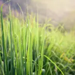 8 benefícios da erva-cidreira para a saúde