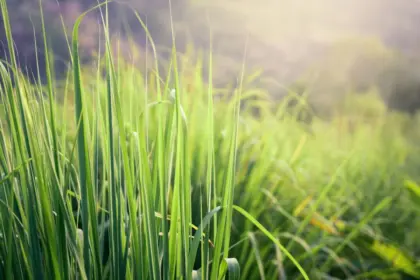 8 benefícios da erva-cidreira para a saúde 8 benefícios da erva-cidreira para a saúde