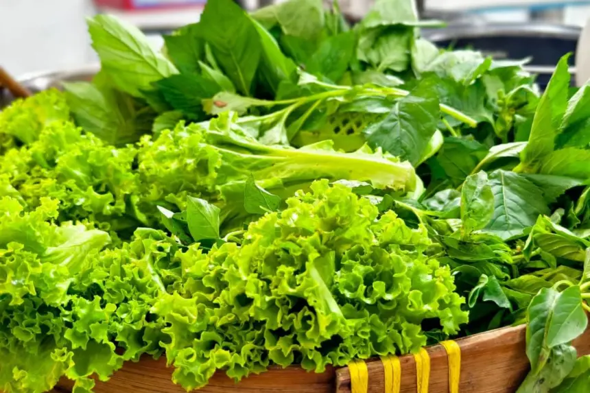 7 benefícios das folhas verdes para a saúde 7 benefícios das folhas verdes para a saúde