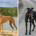 6 diferenças entre os cães das raças whippet e galgo inglês