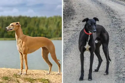 6 diferenças entre os cães das raças whippet e galgo inglês 6 diferenças entre os cães das raças whippet e galgo inglês