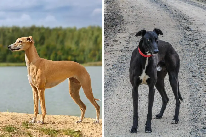 6 diferenças entre os cães das raças whippet e galgo inglês