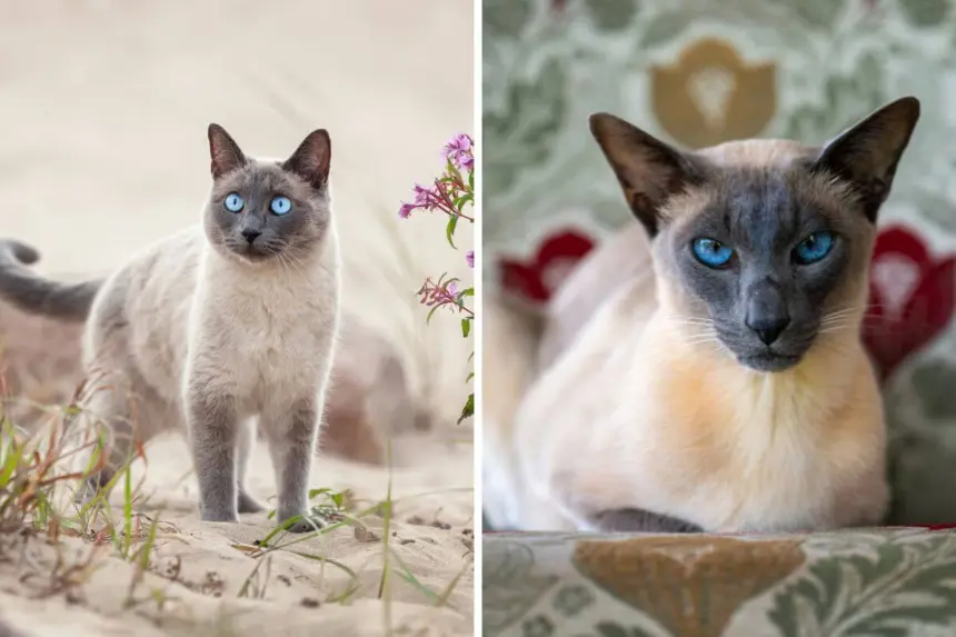7 diferenças entre os gatos das raças thai e siamês 7 diferenças entre os gatos das raças thai e siamês