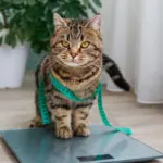 7 riscos da obesidade para cães e gatos 7 riscos da obesidade para cães e gatos