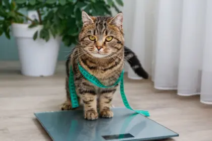 7 riscos da obesidade para cães e gatos 7 riscos da obesidade para cães e gatos