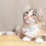 12 nomes fofos para gatos 12 nomes fofos para gatos