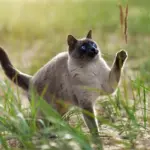 4 características do gato da raça thai