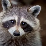 8 curiosidades interessantes sobre os guaxinins