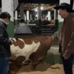 Mini Vacas: Exposição se torna uma das sensações da pecuária de Goianésia