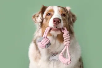 10 nomes para cachorros com muita energia  10 nomes para cachorros com muita energia