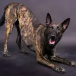 4 características do cachorro da raça pastor holandês  4 características do cachorro da raça pastor holandês