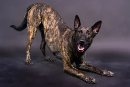 4 características do cachorro da raça pastor holandês  4 características do cachorro da raça pastor holandês