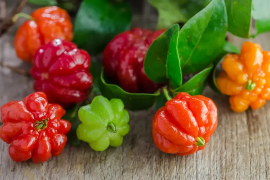 5 benefícios da pitanga para a saúde 5 benefícios da pitanga para a saúde