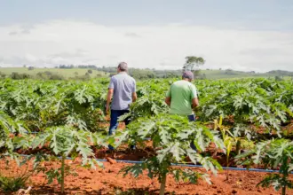 Secretaria de Agricultura de Goianésia já atendeu mais de 850 pequenos produtores em 2025 e se destaca pelo apoio ao campo
