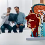 6 tipos de câncer de cabeça e pescoço 6 tipos de câncer de cabeça e pescoço