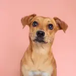 8 curiosidades sobre o vira-lata caramelo