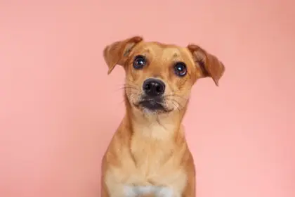 8 curiosidades sobre o vira-lata caramelo 8 curiosidades sobre o vira-lata caramelo