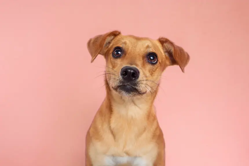 8 curiosidades sobre o vira-lata caramelo