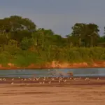 Rio Araguaia atinge menor nível histórico para agosto em Nova Crixás – Portal Goiás