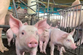 Estado mantém status sanitário de área livre de Peste Suína Clássica – Portal Goiás