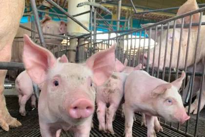 Estado mantém status sanitário de área livre de Peste Suína Clássica – Portal Goiás