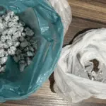 PCGO e PMGO prendem dupla em flagrante por tráfico de drogas em Alto Horizonte – Policia Civil do Estado de Goiás PCGO e PMGO prendem dupla em flagrante por tráfico de drogas em Alto Horizonte – Policia Civil do Estado de Goiás