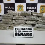 PCGO intercepta carregamento de “supermaconha” avaliado em R$ 500 mil – Policia Civil do Estado de Goiás