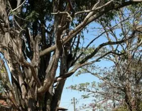 PCGO prende homem que ameaçou matar ex-companheira e filhas em Trindade durante Operação Agosto Lilás – Policia Civil do Estado de Goiás