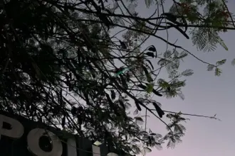 PCGO prende mulher suspeita de homicídio em Planaltina de Goiás – Policia Civil do Estado de Goiás