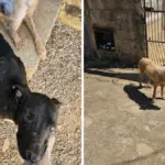 PCGO prende tutor por maus-tratos; cão resgatado precisará retirar o globo ocular – Policia Civil do Estado de Goiás