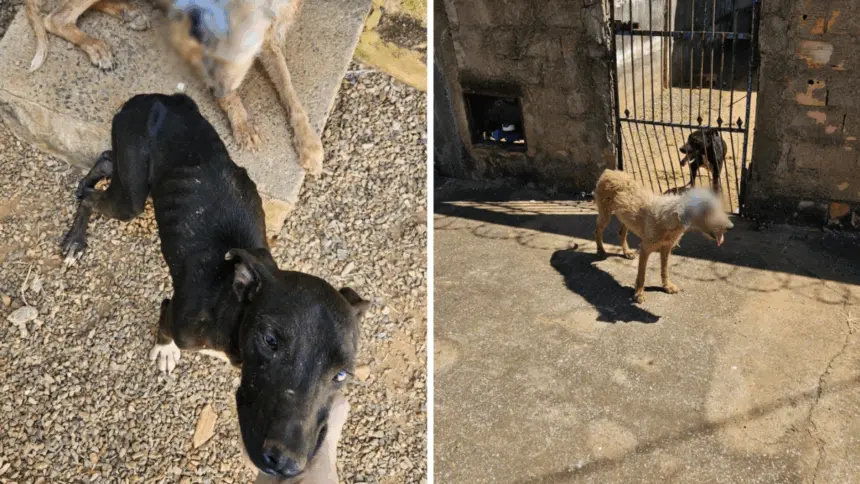 PCGO prende tutor por maus-tratos; cão resgatado precisará retirar o globo ocular – Policia Civil do Estado de Goiás