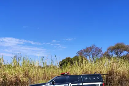 PCGO autua dono de cães que atacaram bezerros em propriedade rural de Caldas Novas – Policia Civil do Estado de Goiás