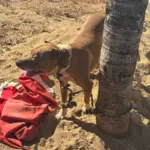 Polícia Civil resgata cão vítima de maus-tratos em Morrinhos – Policia Civil do Estado de Goiás