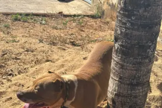 Polícia Civil resgata cão vítima de maus-tratos em Morrinhos – Policia Civil do Estado de Goiás
