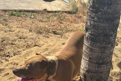 Polícia Civil resgata cão vítima de maus-tratos em Morrinhos – Policia Civil do Estado de Goiás