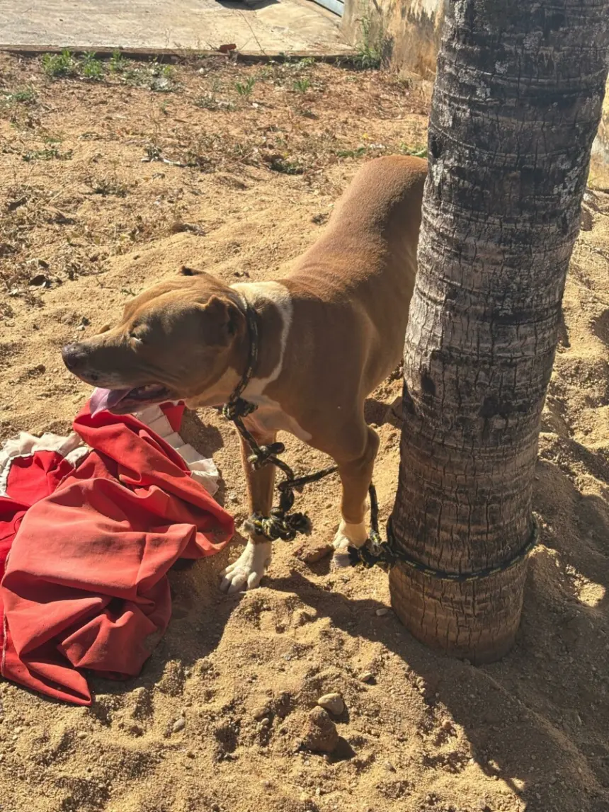 Polícia Civil resgata cão vítima de maus-tratos em Morrinhos – Policia Civil do Estado de Goiás