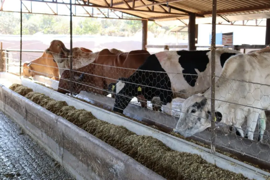 Governo amplia prazo de inscrições ao Programa de Melhoramento Genético Bovino para Agricultura Familiar – Portal Goiás Governo amplia prazo de inscrições ao Programa de Melhoramento Genético Bovino para Agricultura Familiar – Portal Goiás