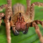 9 grupos de animais invertebrados e suas principais características