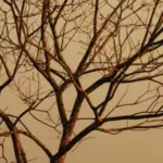 Goiás em alerta extremo para incêndios – Portal Goiás