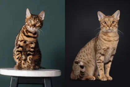 7 diferenças entre os gatos das raças bengal e ocicat