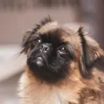 9 raças de cachorro com o focinho curto 