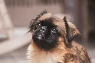 9 raças de cachorro com o focinho curto 