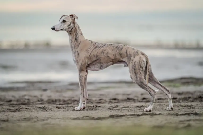 4 características do cachorro da raça whippet 