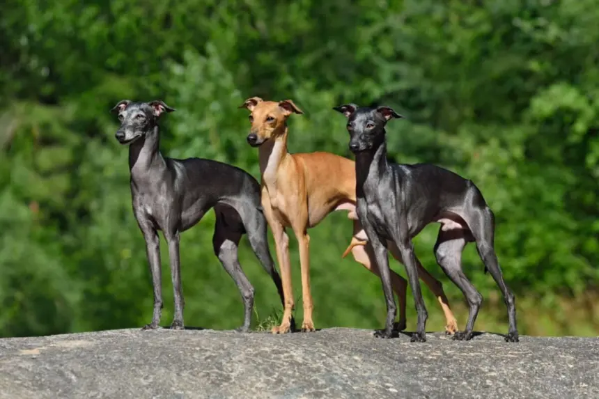 7 raças de cachorro do grupo galgo 